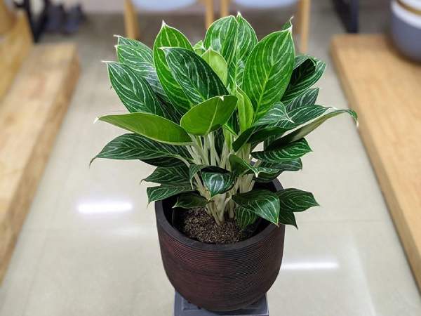 Tại sao nên chọn cây cảnh hợp mệnh trong phong thủy?