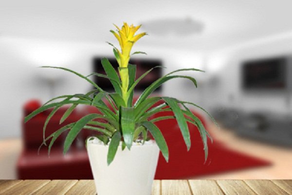 Những loại cây hợp mệnh