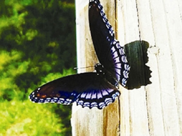 điềm báo phong thủy mang lại may mắn