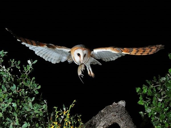 Dấu hiệu điềm báo chim chóc