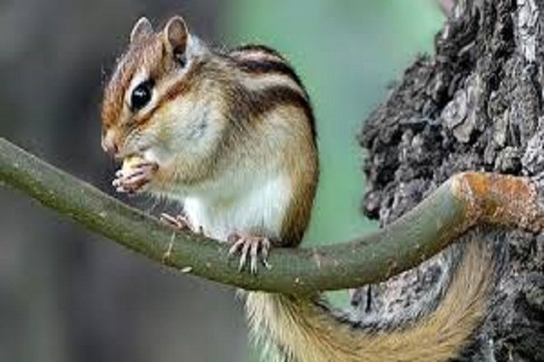 Chuột kêu mang đến điềm báo gì?