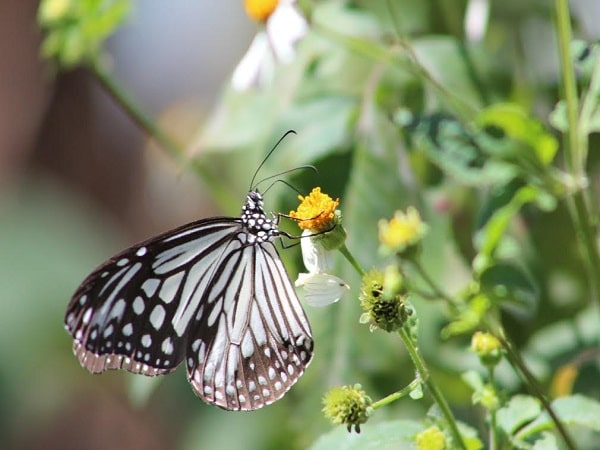 Bướm bay vào nhà mang lại điềm báo gì?