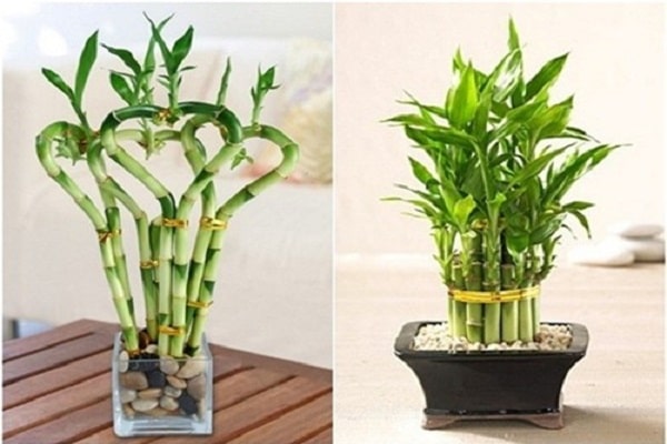 Ý nghĩa của cây tre trong phong thủy