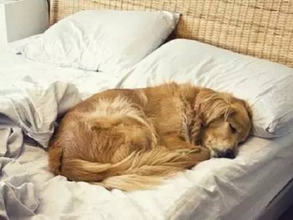 Chó leo lên giường mang đến điềm báo gì?