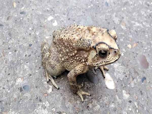 cóc nhảy vào nhà