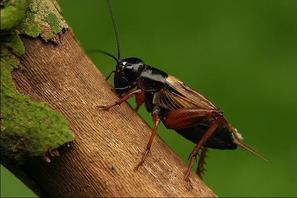 Điềm báo dế kêu trong nhà