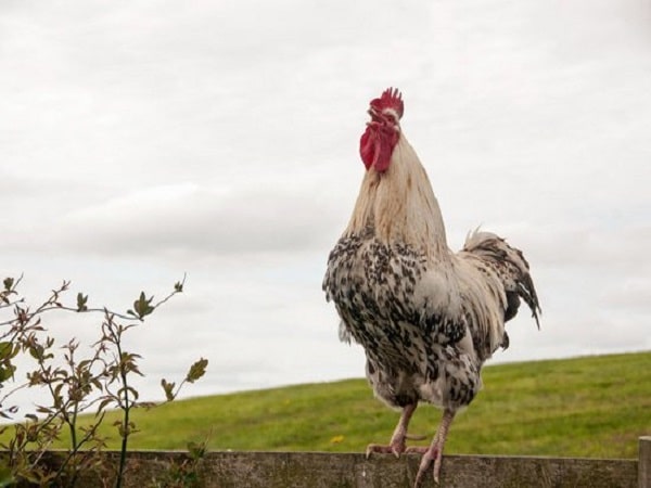 Hiện tượng gà gáy