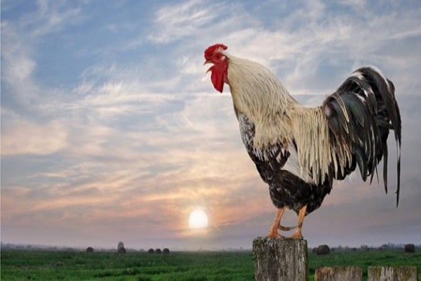 Gà gáy mang đến hiện tượng gì?