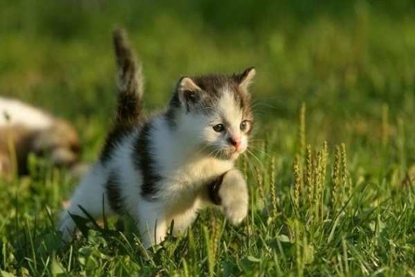 mèo chết trong nhà