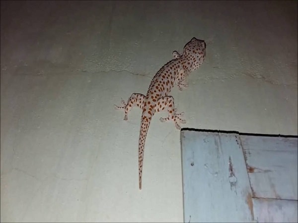 Tắc kè vào nhà là hên hay xui?