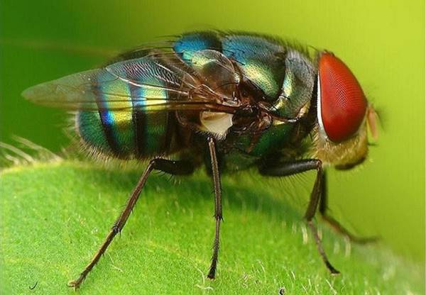 Giải mã giấc mơ thấy con ruồi là điềm báo gì? Đánh số mấy