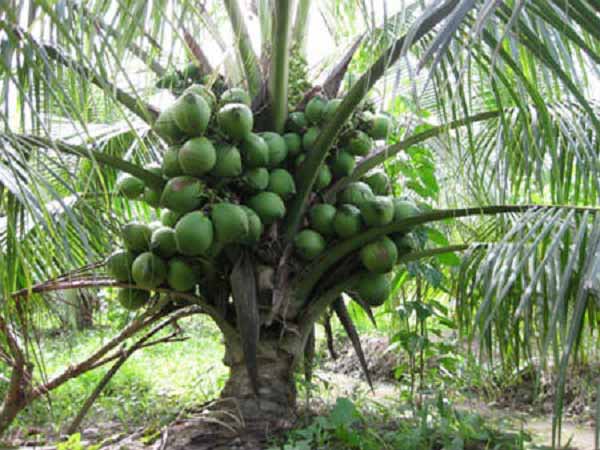 Cây dừa số mấy - Giải mã ý nghĩa giấc mơ thấy cây dừa