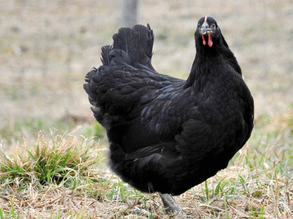 Mơ thấy gà đen may hay xui đánh con gì vượng phát?