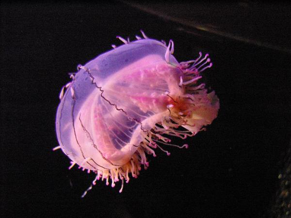 Nằm mơ thấy con sứa là điềm báo gì