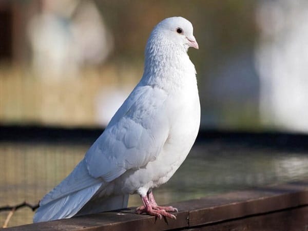 Chim bồ câu trắng bay vào nhà mang điềm báo xấu là gì