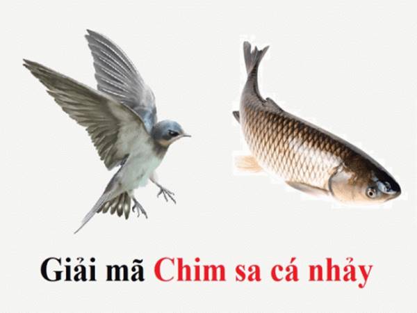 Chim sa cá nhảy là điềm gì? Liệu điềm rủi có đến không?