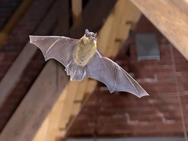 Giải mã ý nghĩa tâm linh khi dơi bay quanh nhà