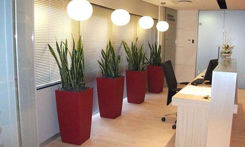 Những lưu ý khi đặt cây lưỡi hổ trong nhà Những lưu ý khi đặt cây lưỡi hổ trong nhà