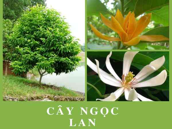cây ngọc lan trong phong thủy