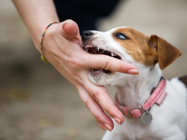 Nằm mơ thấy chó cắn vào tay là điềm gì, có phải xui xẻo?