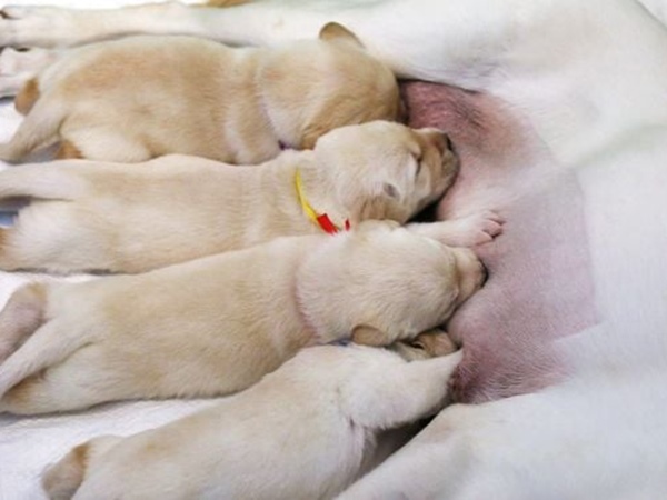 Nằm mơ thấy chó con mới đẻ là điềm gì, số mấy trúng to?