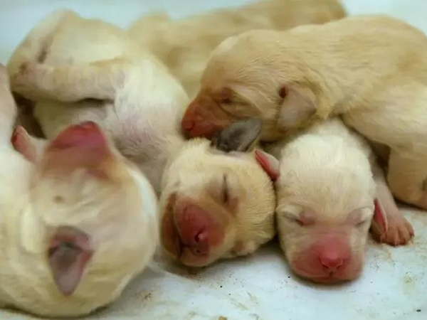 Nằm mơ thấy chó con mới đẻ là điềm gì, số mấy trúng to?