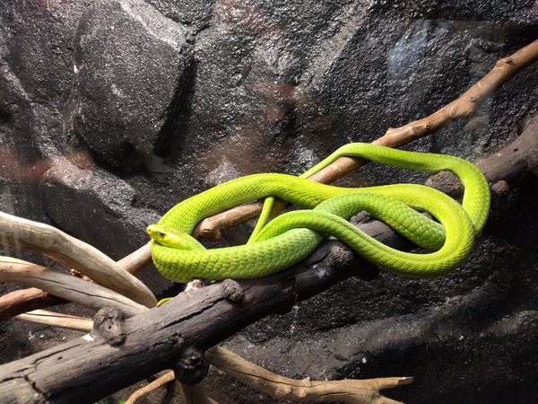 Tổng quan ý nghĩa nằm mơ thấy rắn màu xanh là điềm gì?