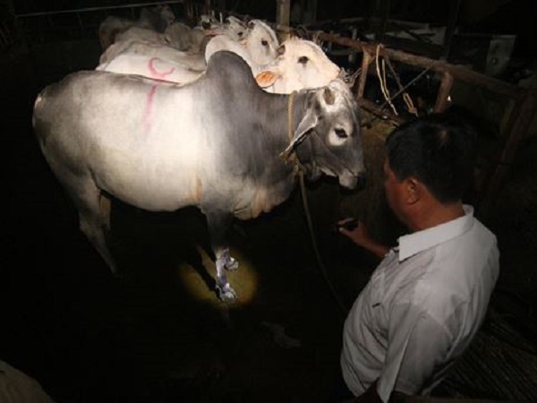 Chiêm bao thấy giết bò để làm thịt, ăn cỗ