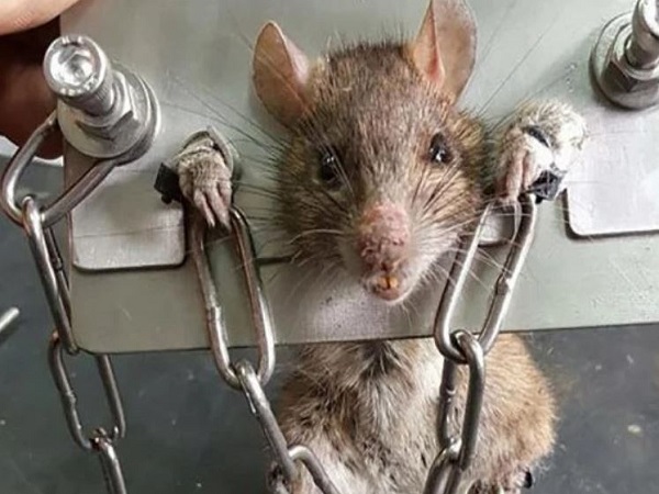 Ý nghĩa chung của giấc mơ thấy giết chuột