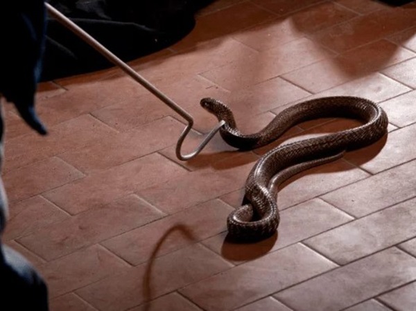 Mơ thấy giết rắn là điềm gì, mang thông điệp tâm linh nào?