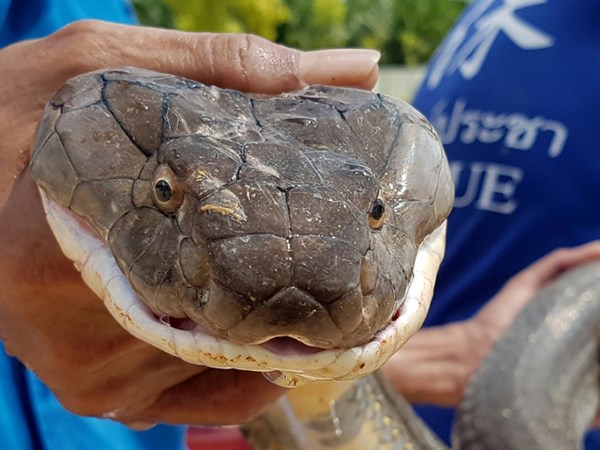 Mơ thấy giết rắn là điềm gì, mang thông điệp tâm linh nào?